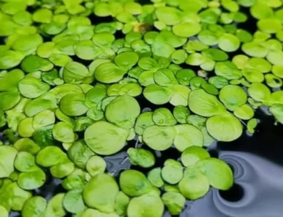 Giant Duck Weed