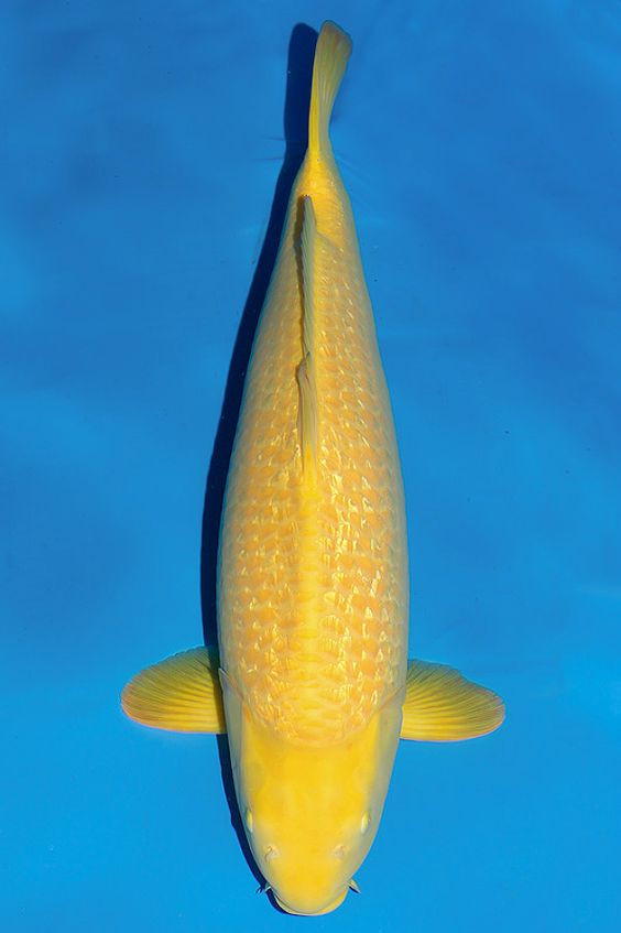 Chagoi Koi kolathur fish market