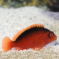 Flame Hawk fish