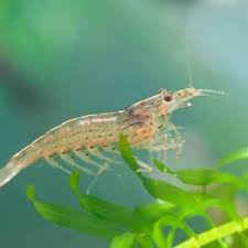 YAMATO (AMANO) SHRIMP