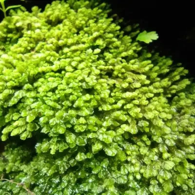 Riccardia Multifida [Coral Moss]