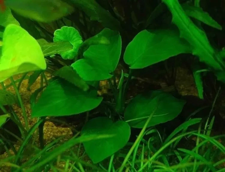 Anubias nana ( 4-6 leafs)