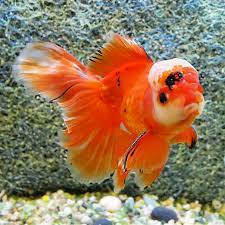 Red and Black Oranda