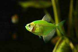 Green Widow Tetra