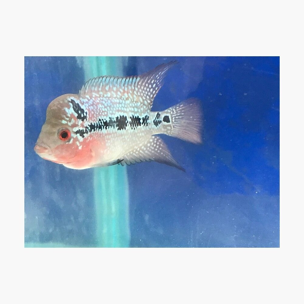 Flowerhorn