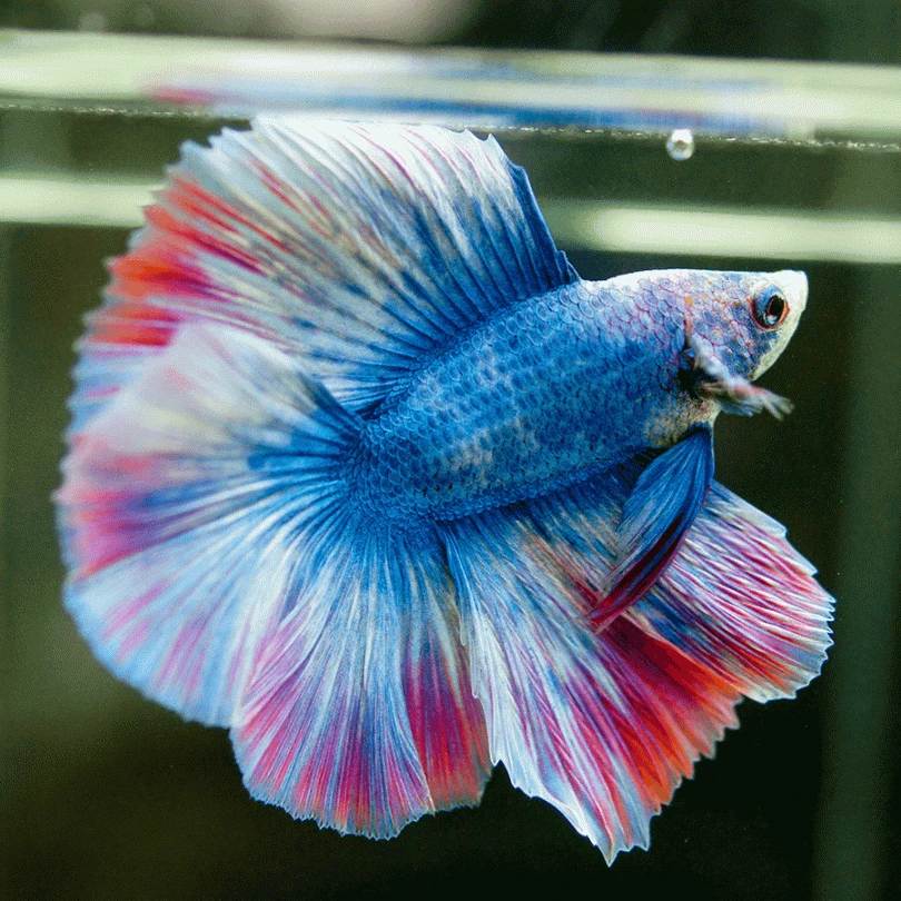 Full moon Betta fish Female