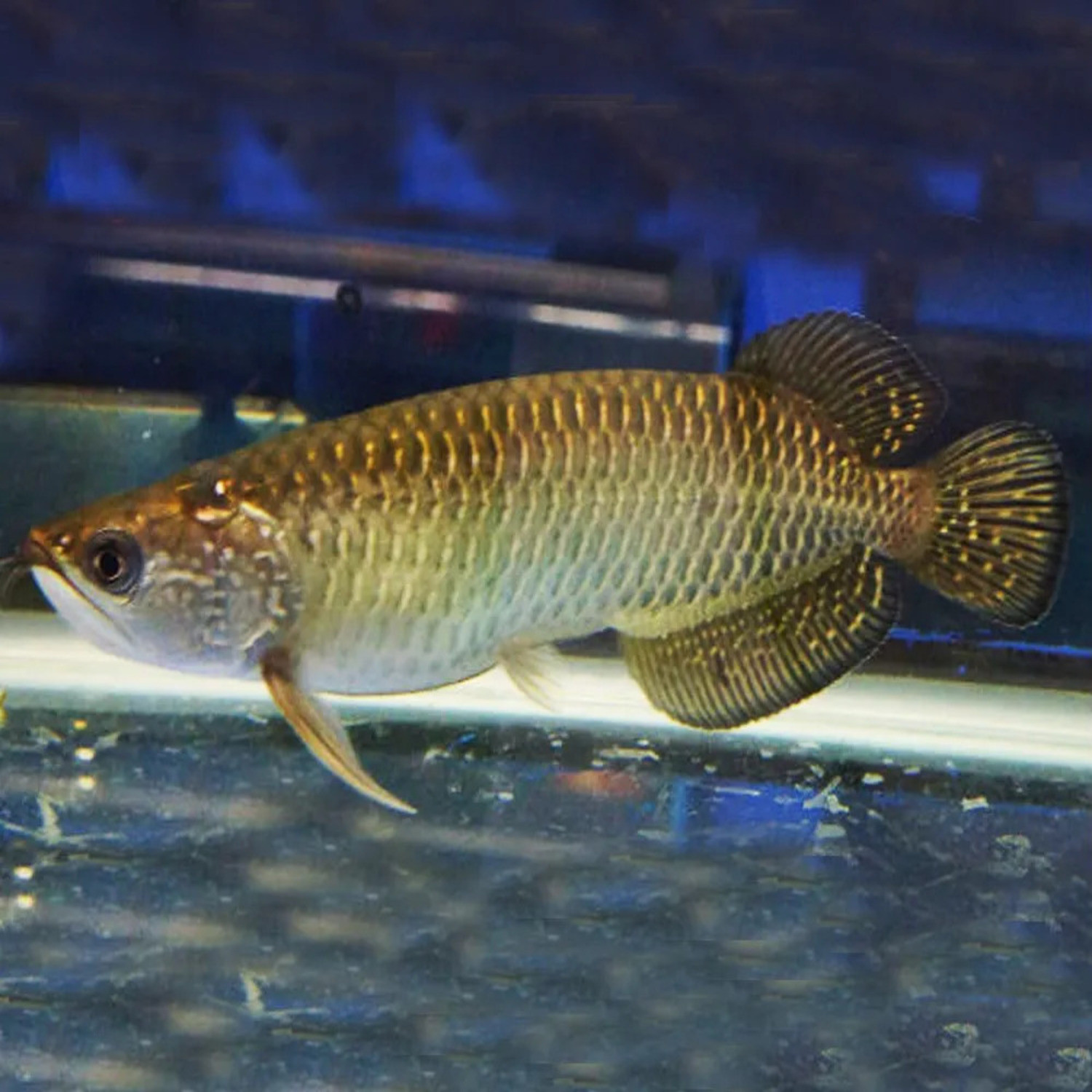 Golden Pearl Arowana