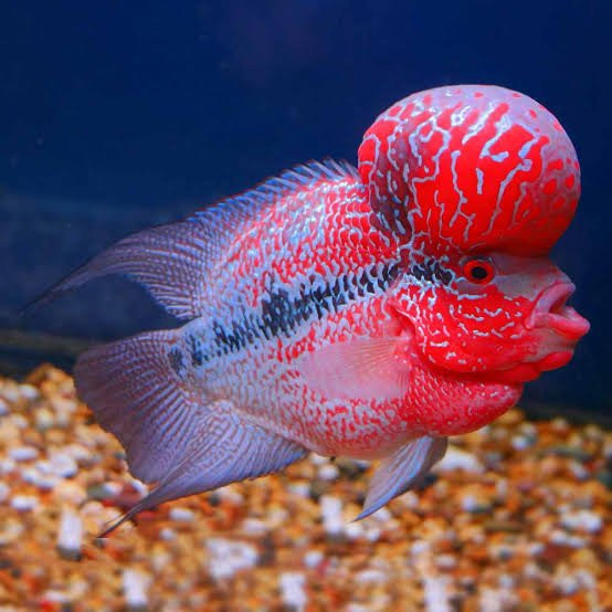 Flowerhorn