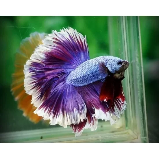 Full moon Betta fish Female