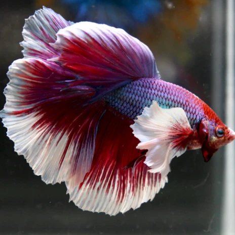 Elephant ear full moon betta fish