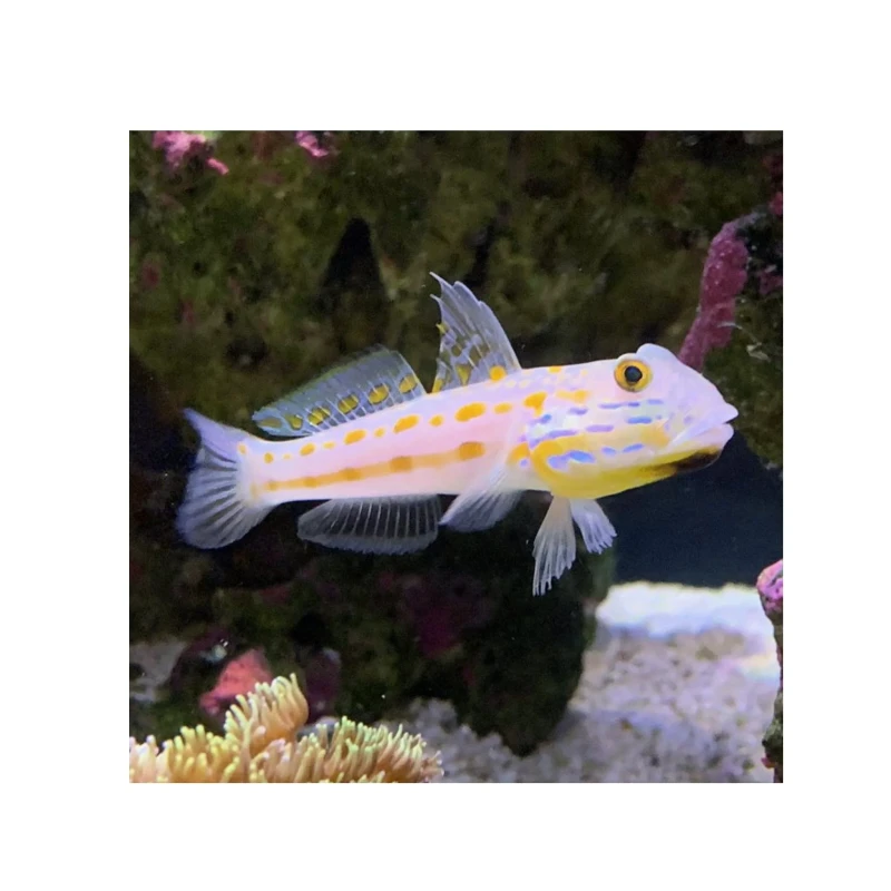 Diamond Watchman Goby fish