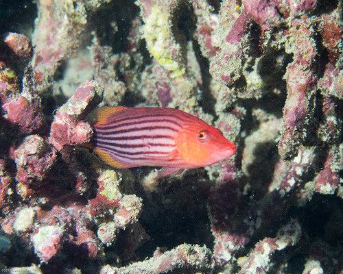 Eightline Wrasse fish