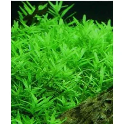 Rotala Roundifolia Green( Small Mint Green)