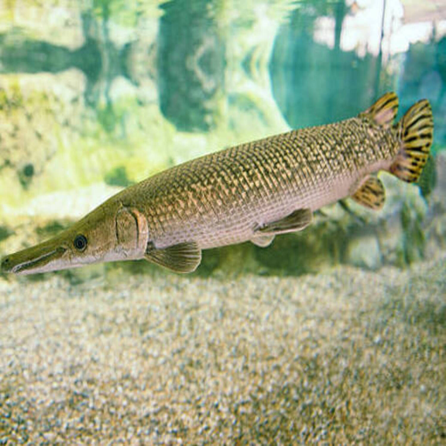 Alligator Gar