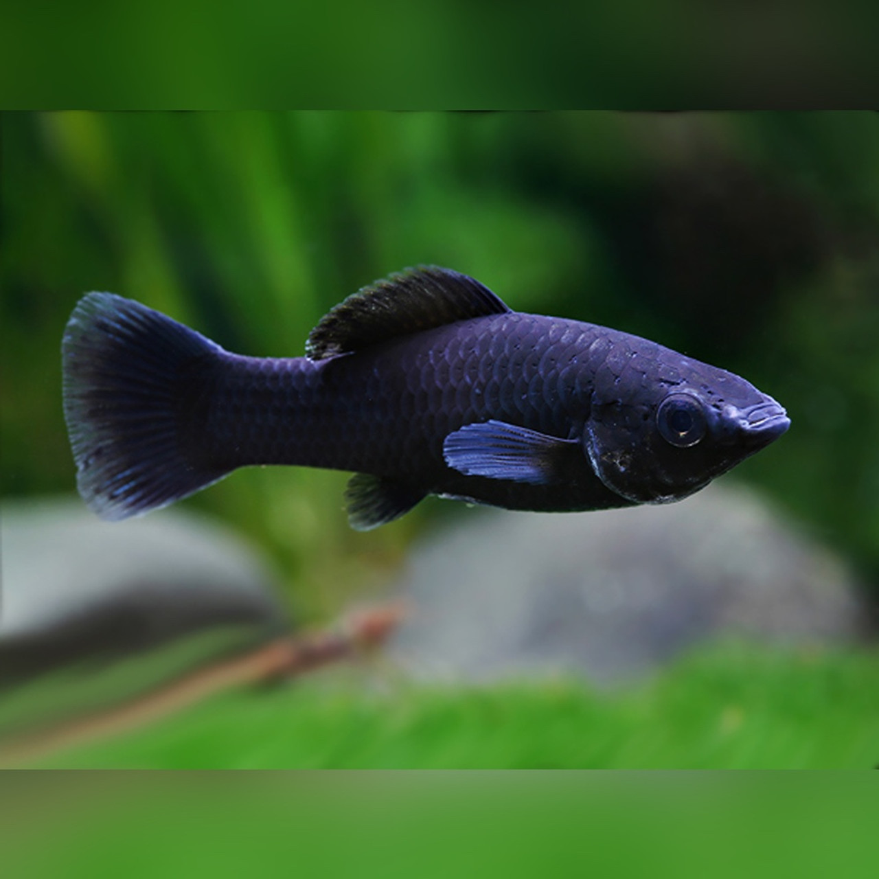 Moon tail molly (Black)