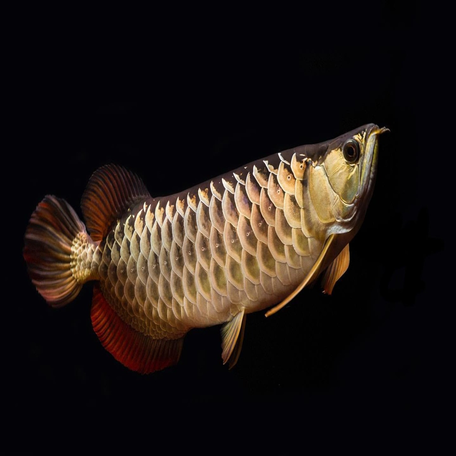 Premium Golden Super Highback Arowana