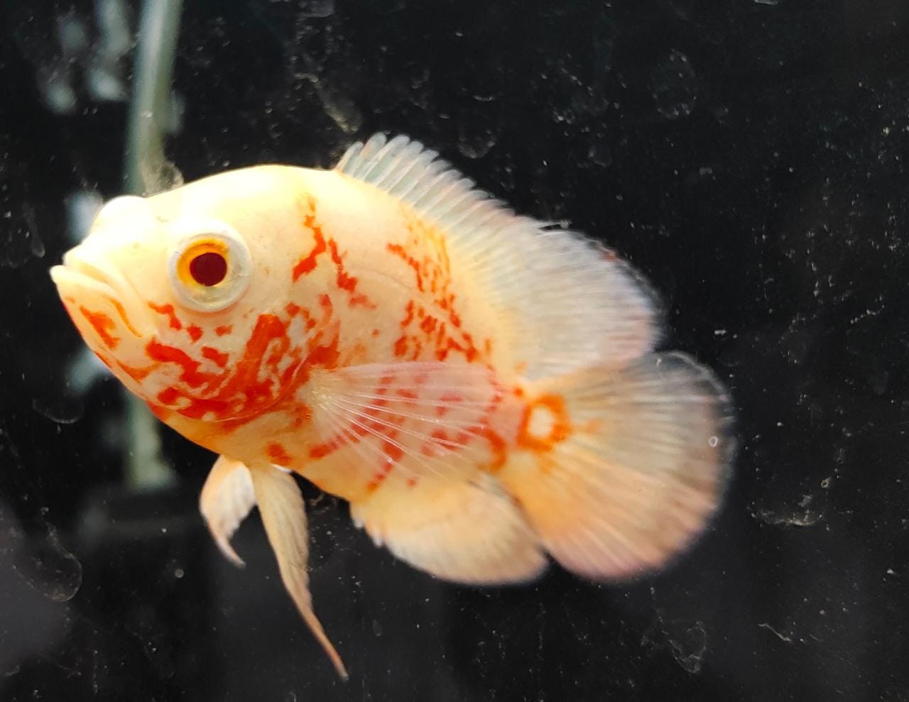 OSCAR(ALBINO FIRE RED)