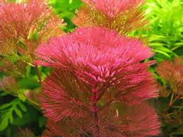 Red Cabomba (10 -15 cm stem)