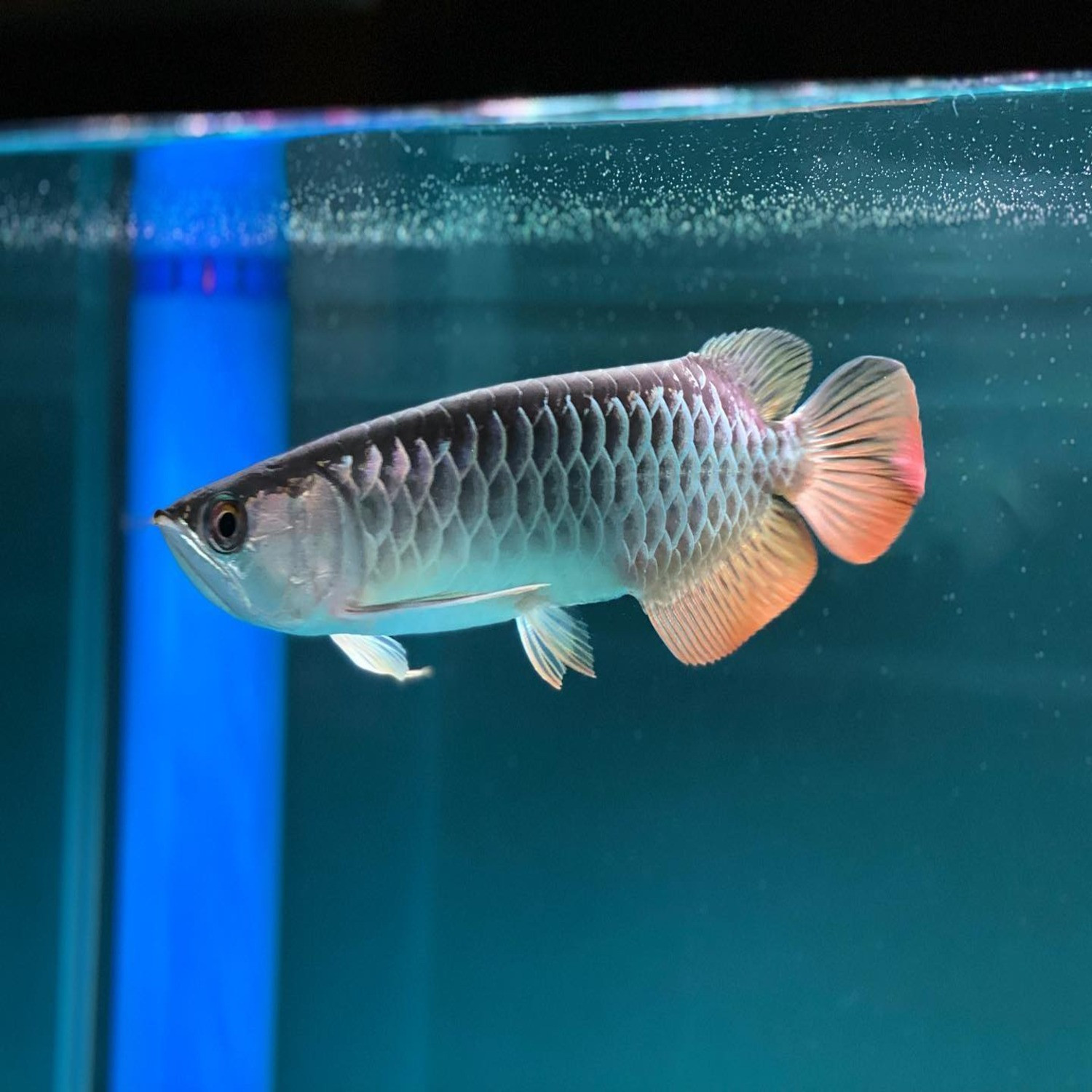 Blue base Golden Arowana