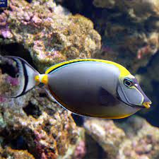 Naso Tang fish