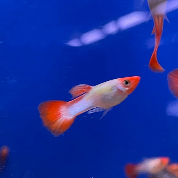 Platinum koi