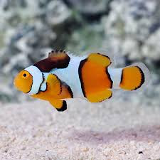 True Percula Clown fish