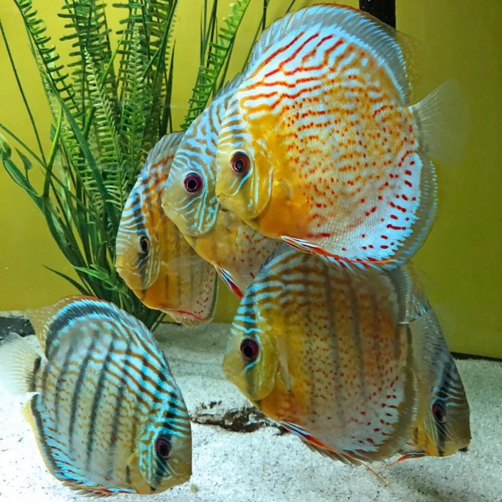 Discus