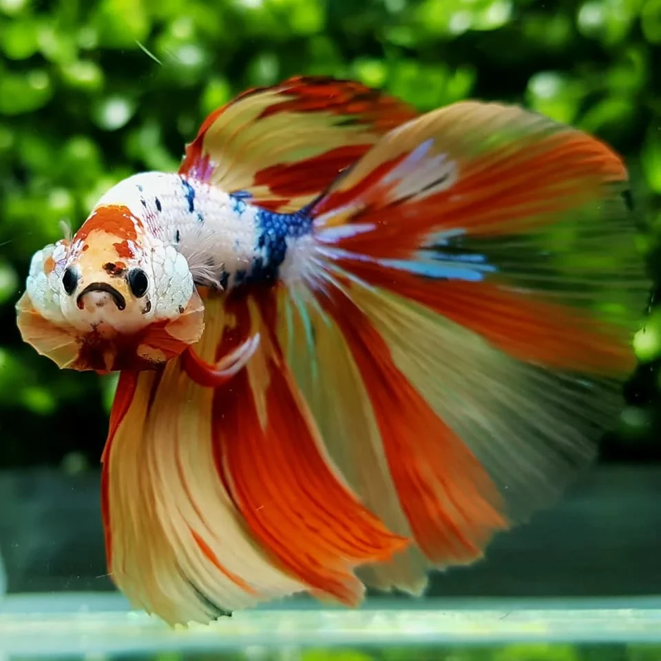 Nemo Candy Plakat Betta