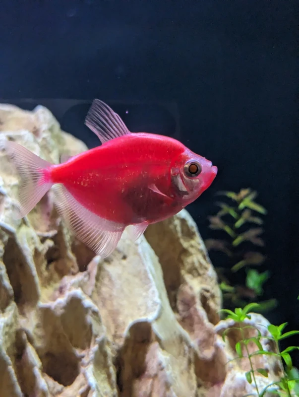 Red Widow Tetra