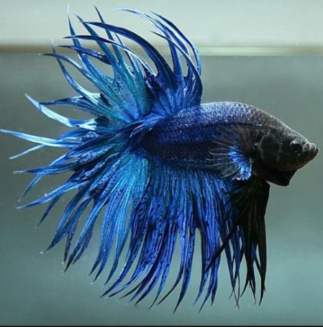 CROWNTAIL