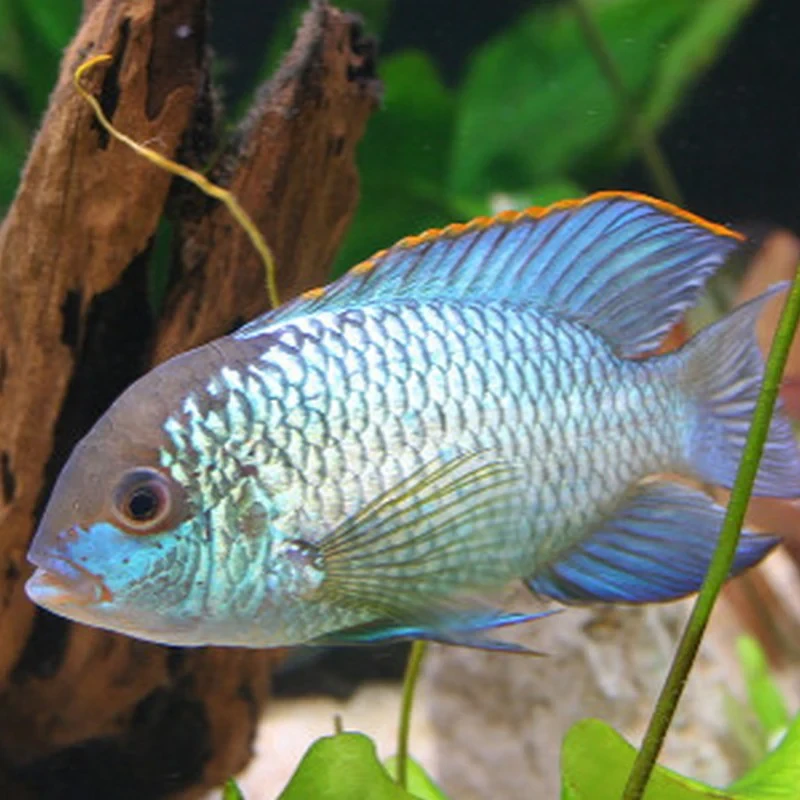 Blue Acara