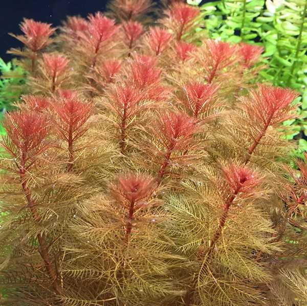 Red myriophyllum(stem)