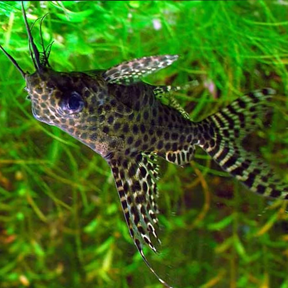 Upside-Down Catfish