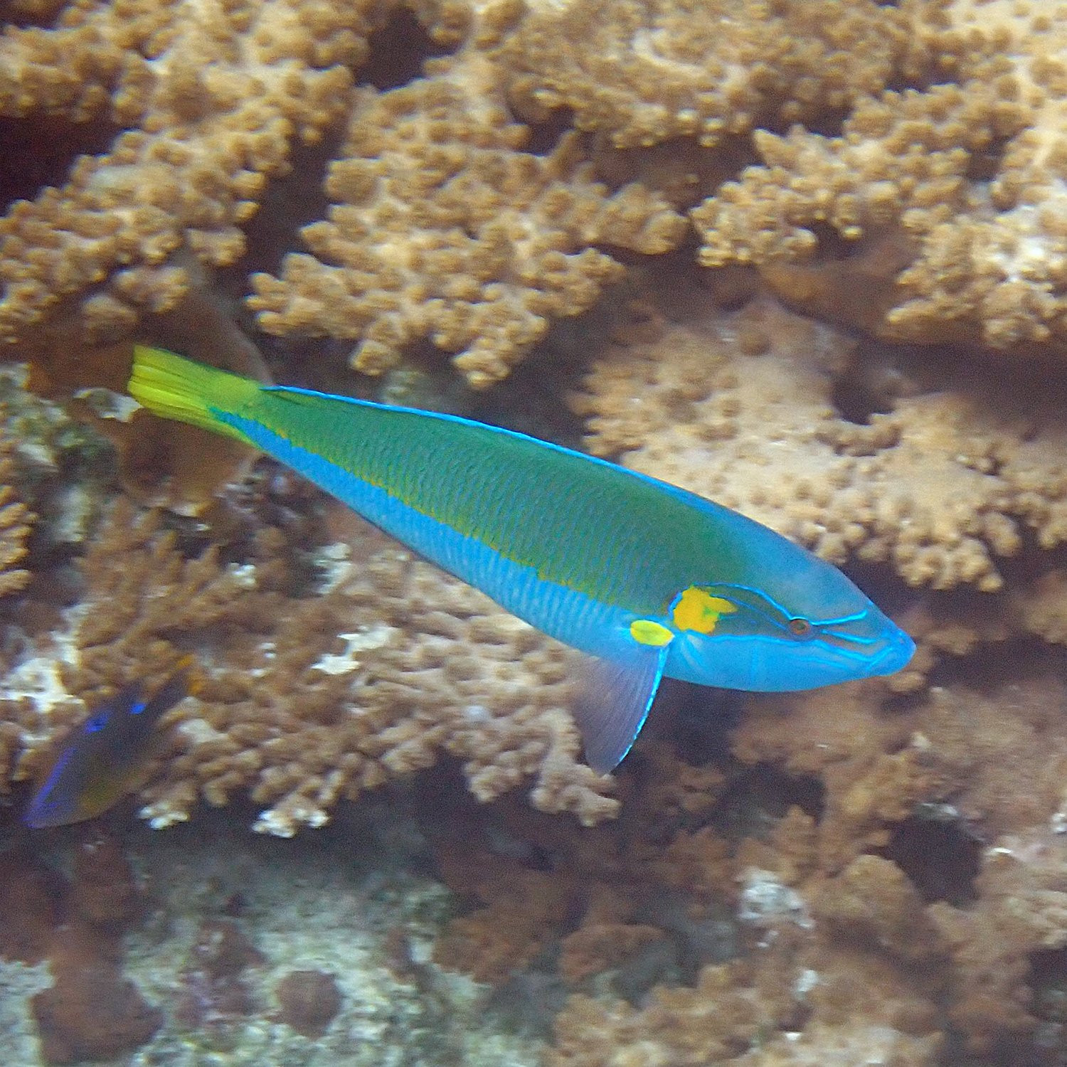 Elegant Wrasse fish