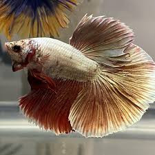 DoubleTail Fullmoon Betta Fish