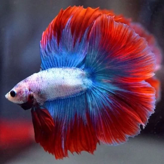 Nemo galaxy full moon betta fish