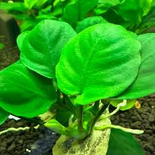 Anubias Barteri Round (Gold Coin)