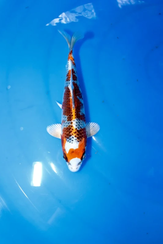 Kujaku Koi kolathur fish market