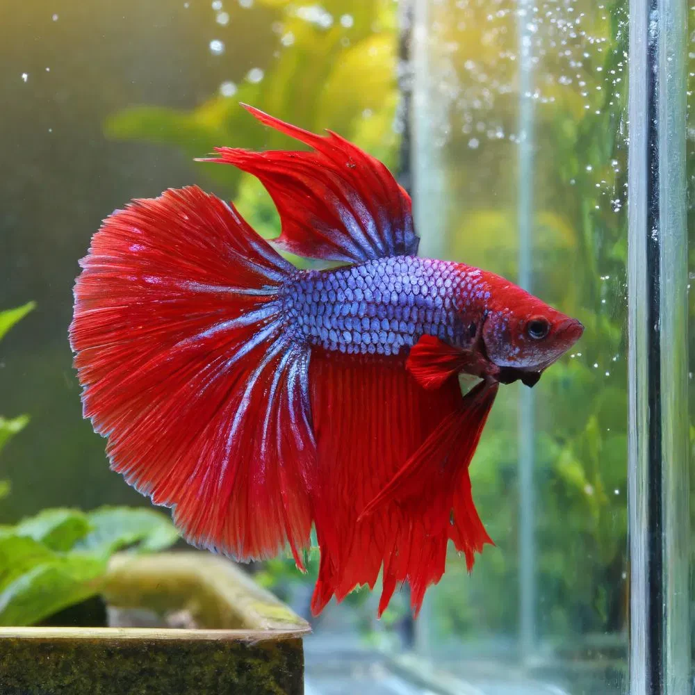 Half Moon Female Betta