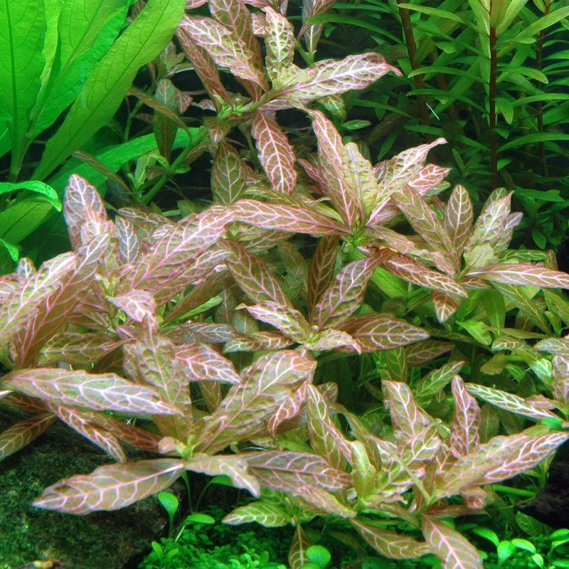 Hygrophila Polysperma Variegated