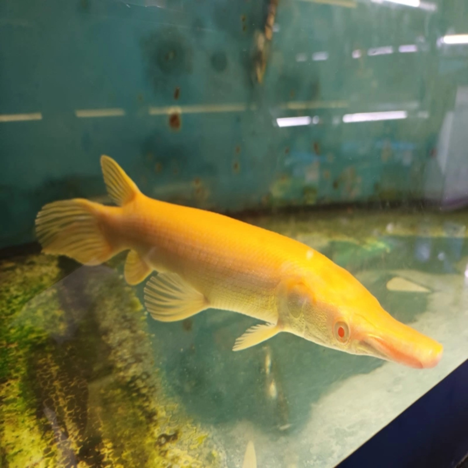 Golden Alligator Gar (Albino)