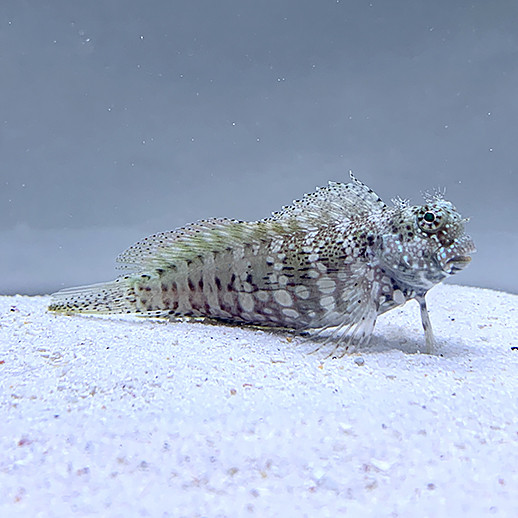 Awnmower Blenny's fish