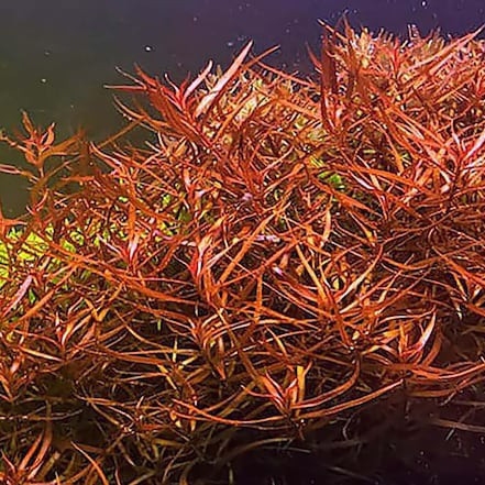 Ludwigia Arcuta