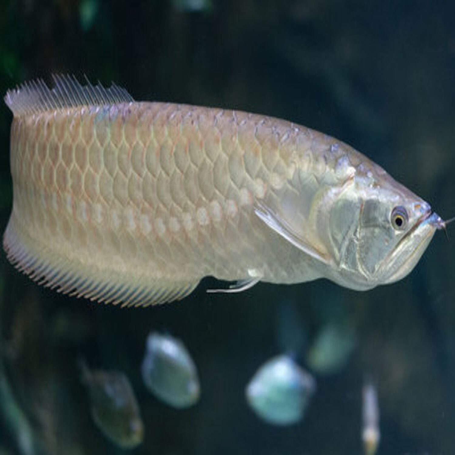 Silver Arowana