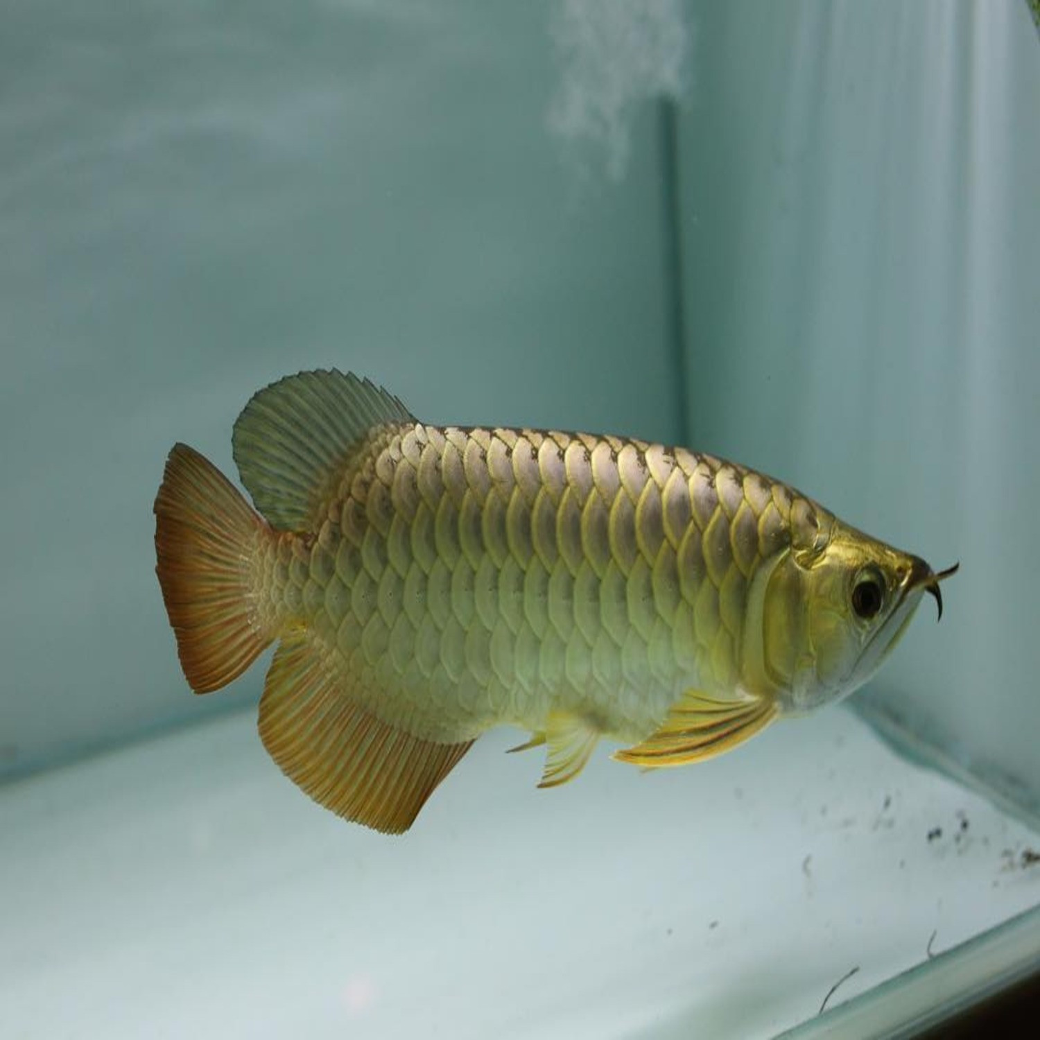 Premium Golden crossback Arowana