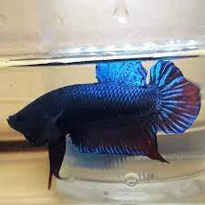 Boxer Plakat Betta fish