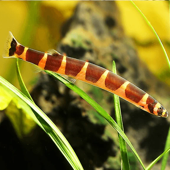 Giant Kuhli Loach