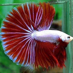 Nemo Candy Full Moon Betta