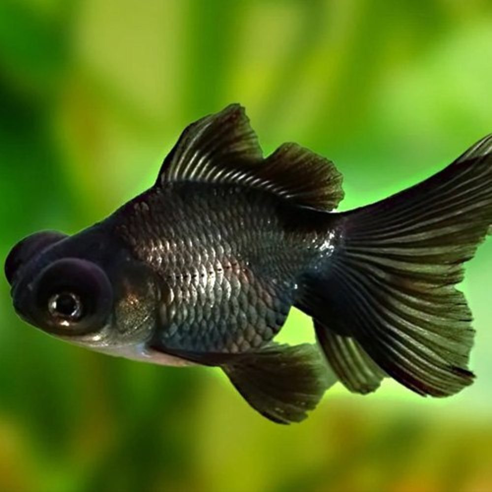 Gold Fish Black