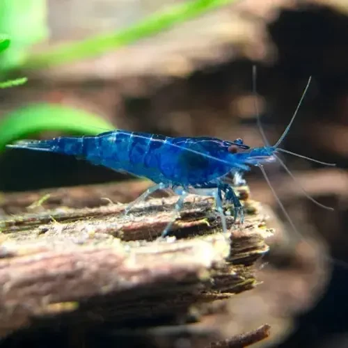 Blue shrimp fish tank best sale